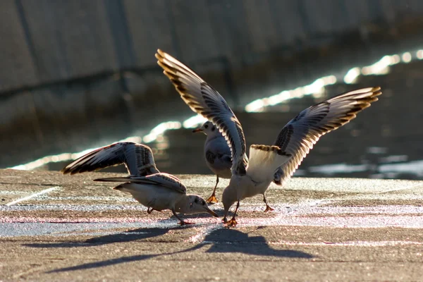 Gaivotas de cabeça preta — Fotografia de Stock