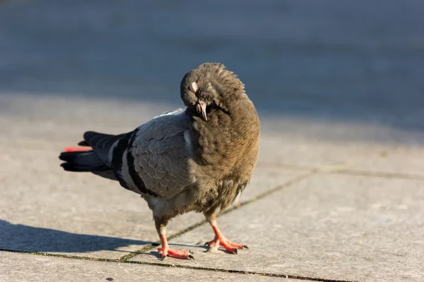 Dove clean himself — Stock Photo, Image