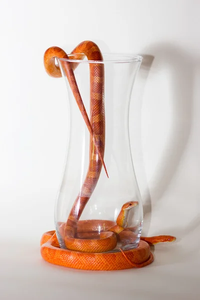 Morph corn snakes — Stock Photo, Image