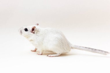 Fare - şirin evde beslenen hayvan