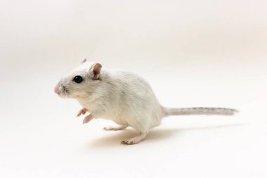 Fare - şirin evde beslenen hayvan