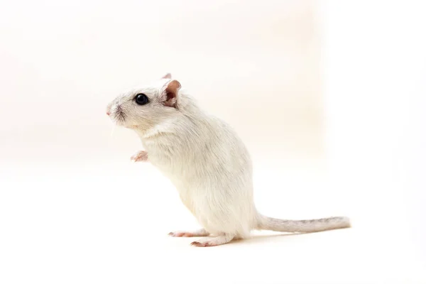 长爪沙鼠-可爱的宠物 — 图库照片