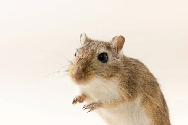 Gerbil - animal de estimação bonito — Fotografia de Stock