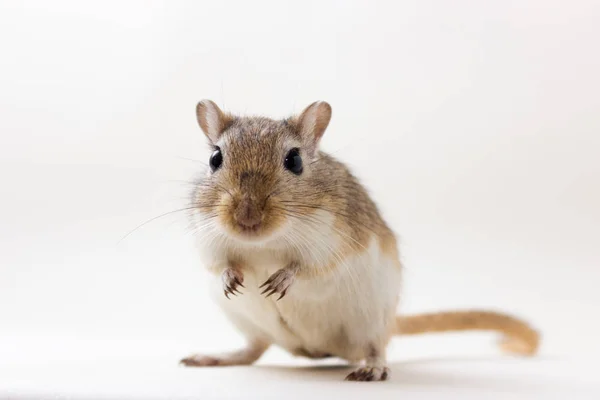 Gerbil - simpatico animale domestico — Foto Stock