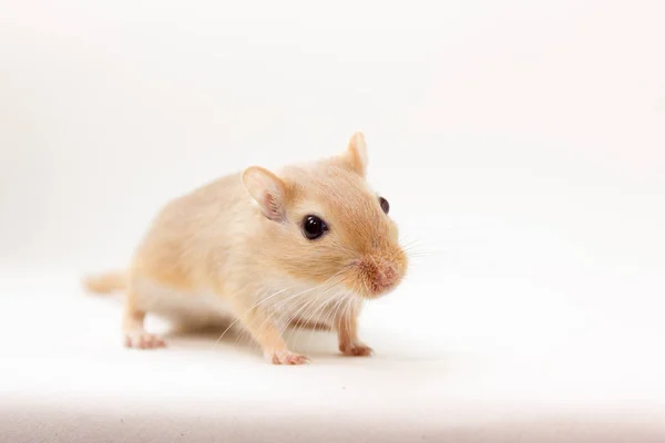 Gerbil - สัตว์เลี้ยงที่น่ารัก — ภาพถ่ายสต็อก