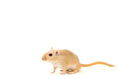 Fare - şirin evde beslenen hayvan