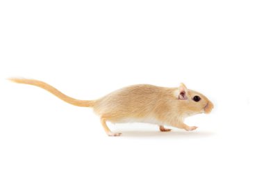 Fare - şirin evde beslenen hayvan