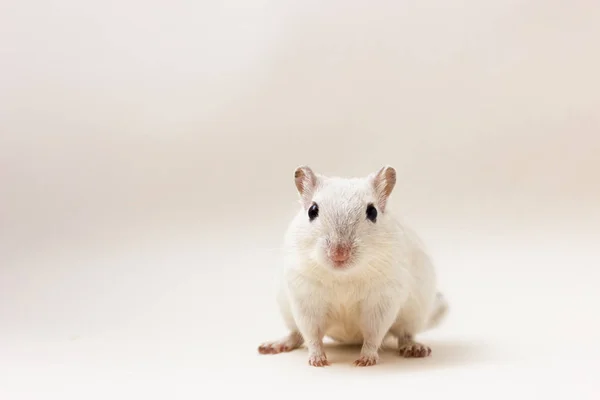 Gerbil - animal de estimação bonito — Fotografia de Stock