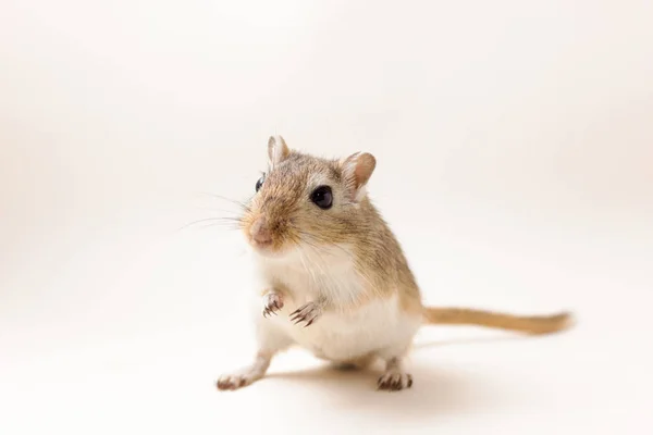 长爪沙鼠-可爱的宠物 — 图库照片