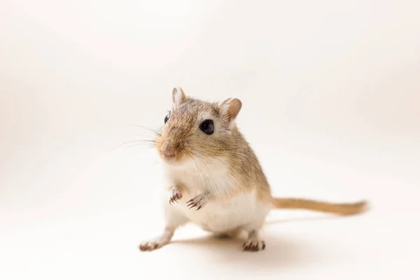 Gerbil - สัตว์เลี้ยงที่น่ารัก — ภาพถ่ายสต็อก