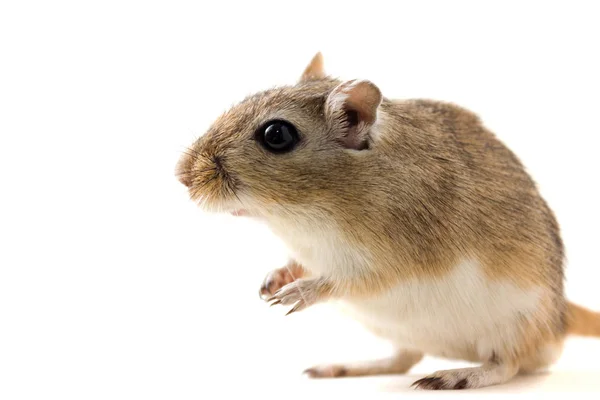 Gerbil - animal de estimação bonito — Fotografia de Stock