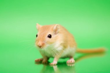 Fare - şirin evde beslenen hayvan