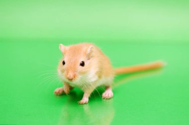 Fare - şirin evde beslenen hayvan