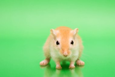 Fare - şirin evde beslenen hayvan