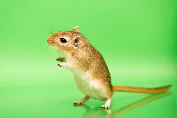 Gerbil - aranyos kisállat — Stock Fotó