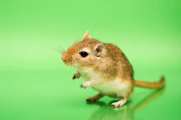 Gerbil - animal de estimação bonito — Fotografia de Stock