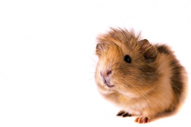 Cavy - şirin evde beslenen hayvan