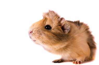 Cavy - şirin evde beslenen hayvan