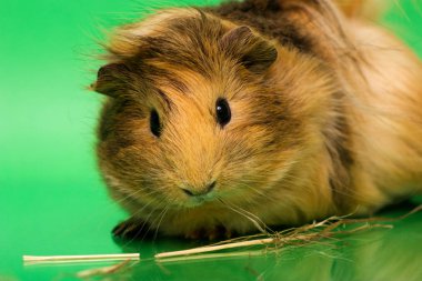 Cavy - şirin evde beslenen hayvan