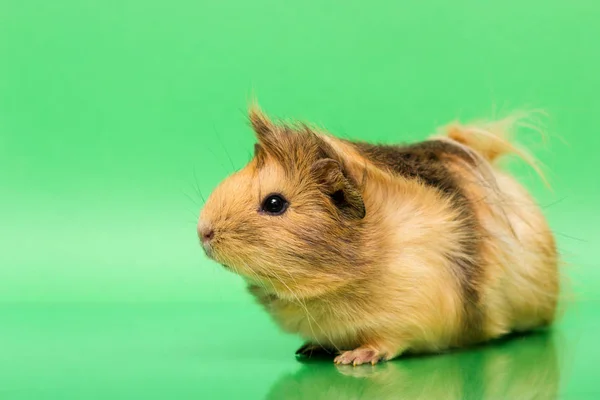 Cavy - linda mascota — Foto de Stock