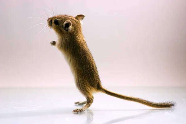 Gerbil - animal de estimação bonito — Fotografia de Stock