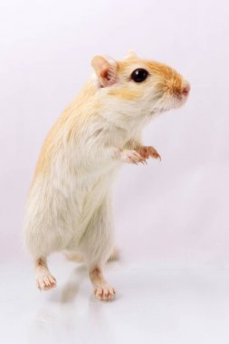 Beyaz arka plan üzerinde fare