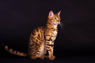 Bengal kedi portresi