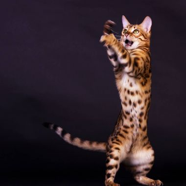 Bengal kedi içinde hareket