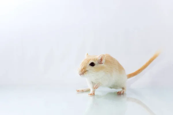 Beyaz arka plan üzerinde fare — Stok fotoğraf