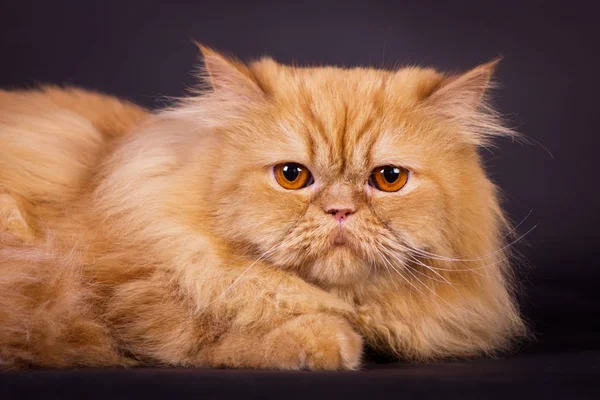 Gato persa laranja — Fotografia de Stock