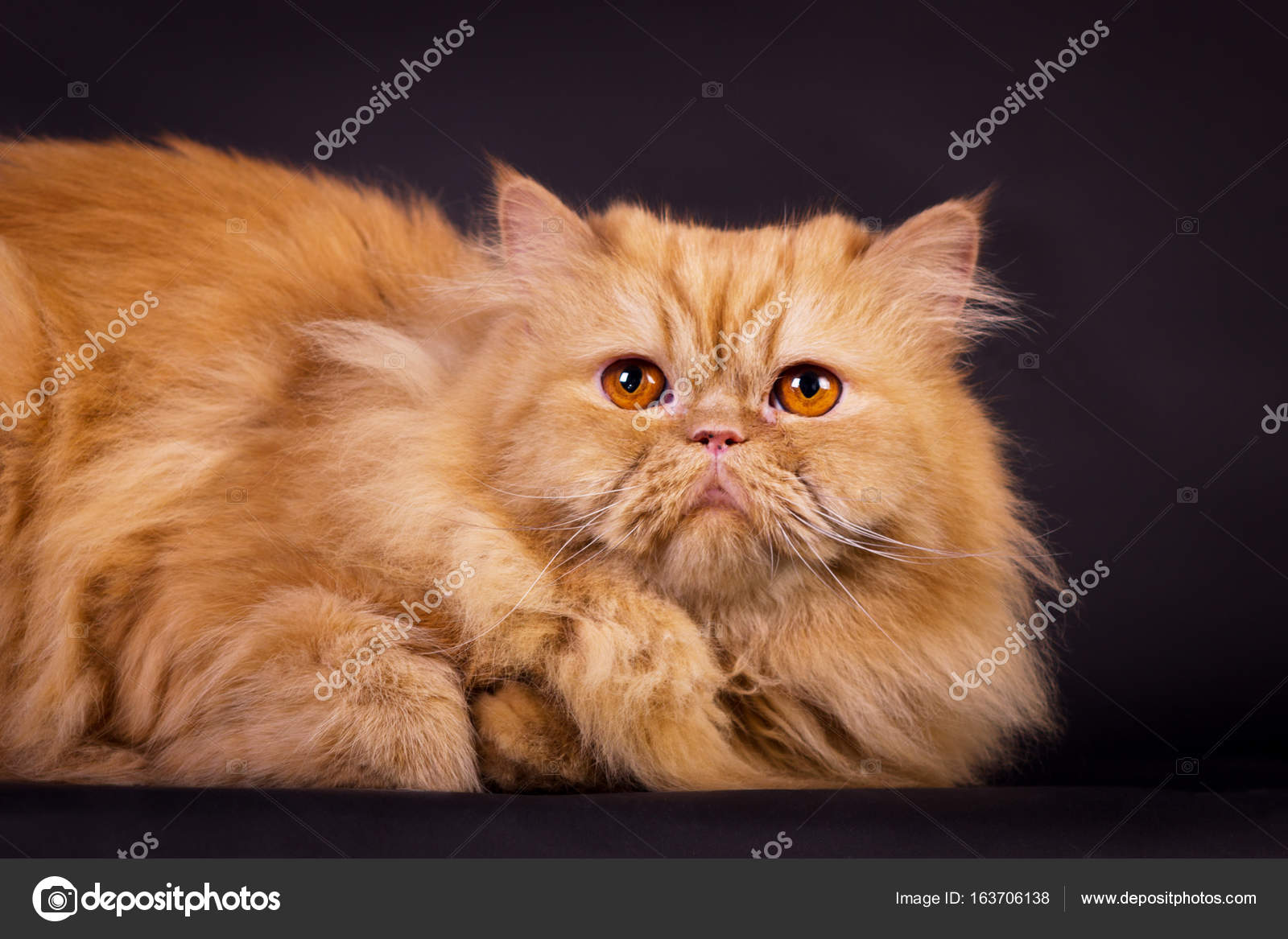 Orange Persian Cat Stock Photo C Svetlanistaya 163706138