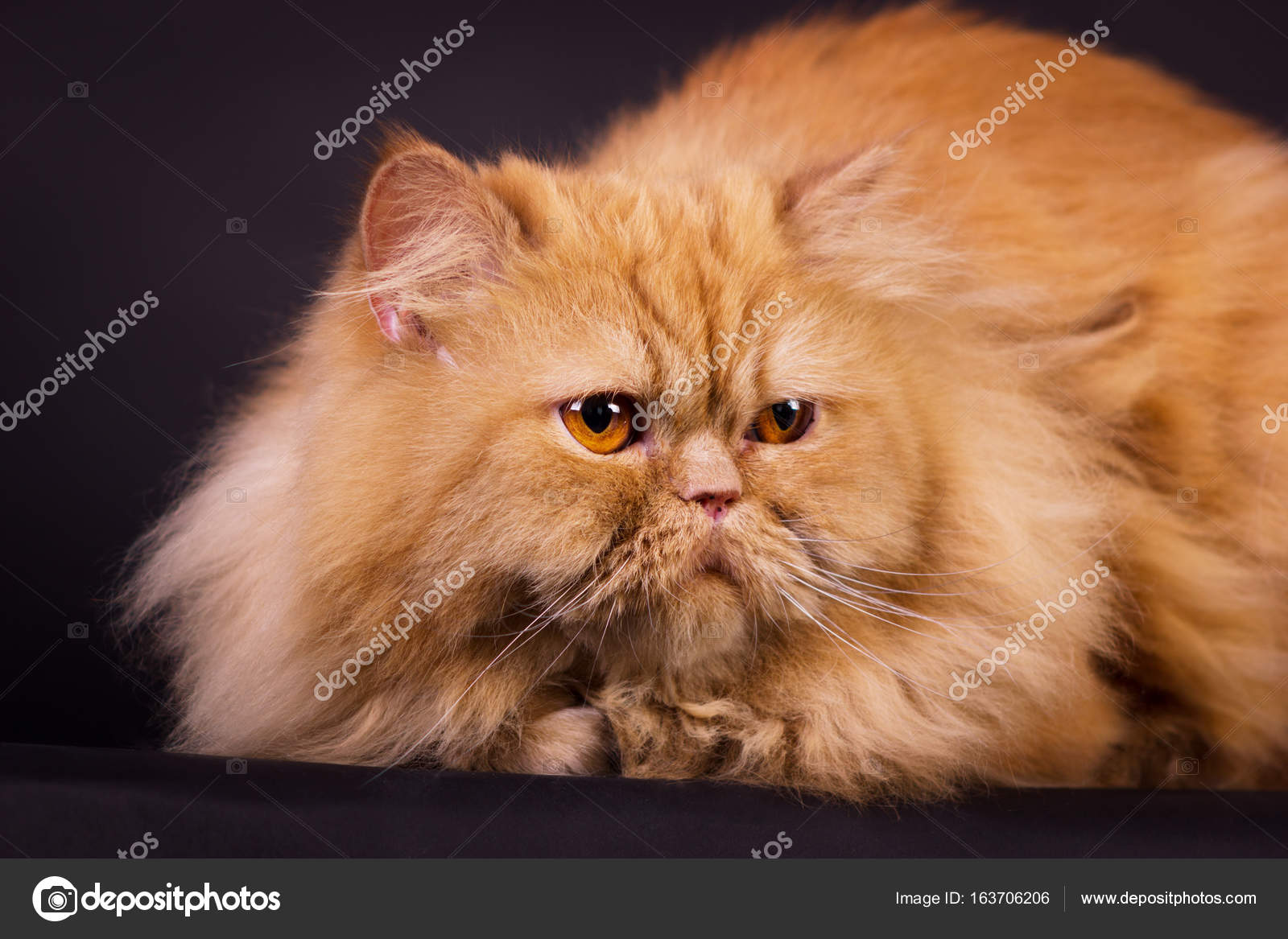 Orange Persian Kittens