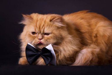 papyon ile kedi