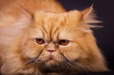 Turuncu Farsça kedi