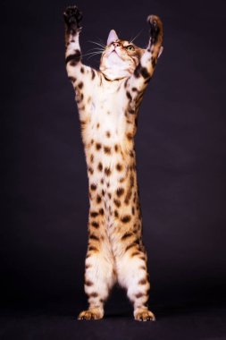 Bengal kedi içinde hareket