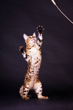 Bengal kedi içinde hareket