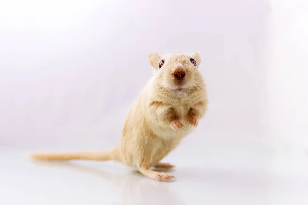 Gerbil på vit bakgrund — Stockfoto