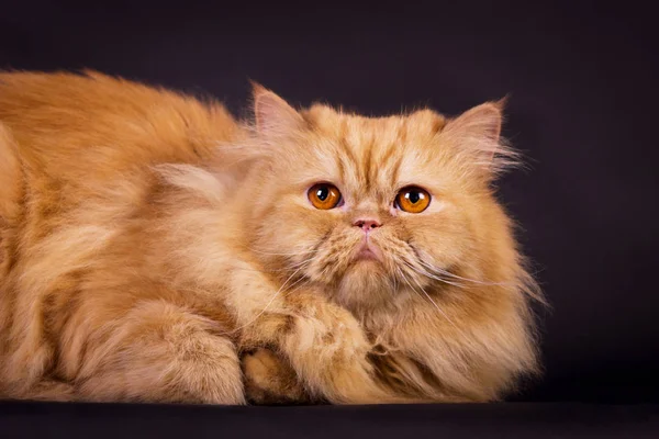 Gato persa naranja — Foto de Stock