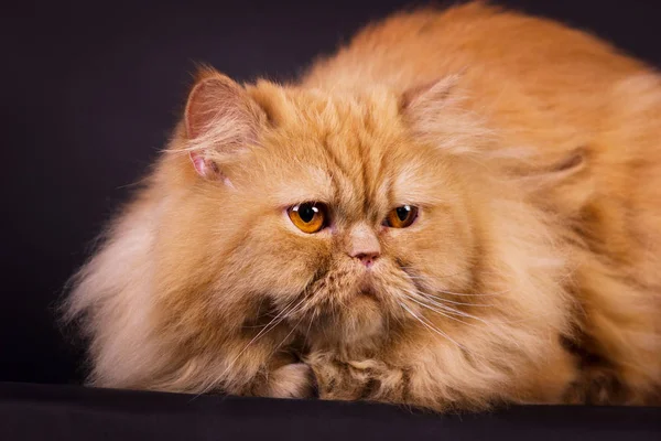 오렌지 페르시아 고양이 — 스톡 사진