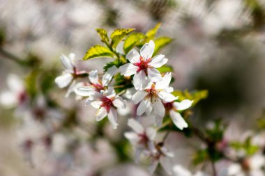 Sakura, bulanık yeşil ve beyaz backgro bir çiçek şube