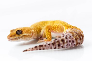 Turuncu leopar gecko yürüyüş ve üzerinde beyaz backgr dört gözle