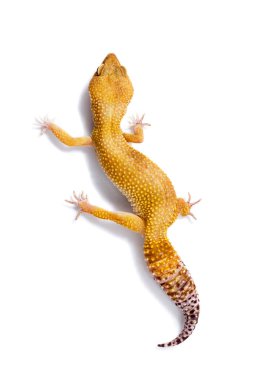 Turuncu leopar gecko yürüyüş ve üzerinde beyaz backgr dört gözle