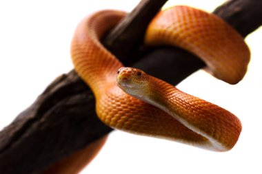 Bir şubesi tarama ve wh üzerinde dört gözle turuncu Mısır yılan