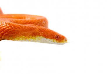 Bir şubesi tarama ve wh üzerinde dört gözle turuncu Mısır yılan