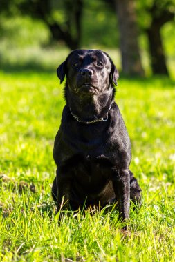 Genç Siyah labrador çimenlerin üzerinde yürüyüş ve seyir geri almak 