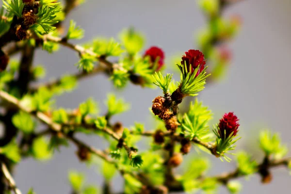 Молодые зеленые иголки и красные конусы лиственницы на размытой серой спине — стоковое фото