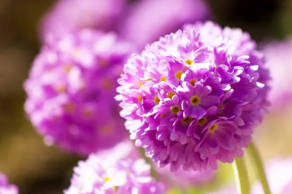 Pembe dekoratif soğana bulanık yeşil arka plan Bahçe: s