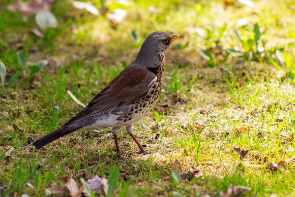 Çimenlerin üzerinde yürüyüş ve güneşli bakarak güzel fieldfare