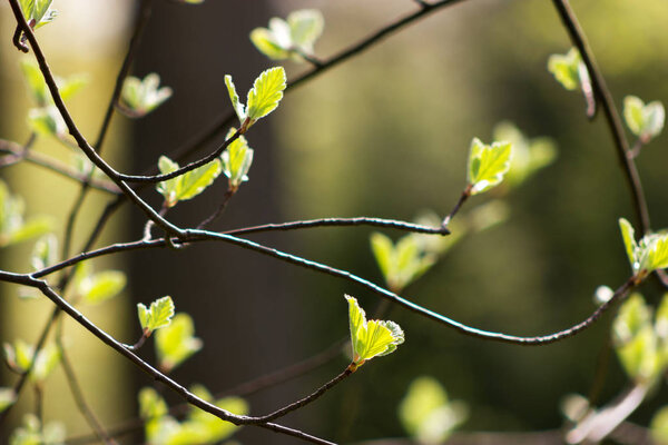 Young green leaves of a tree at blurred green background in gard
