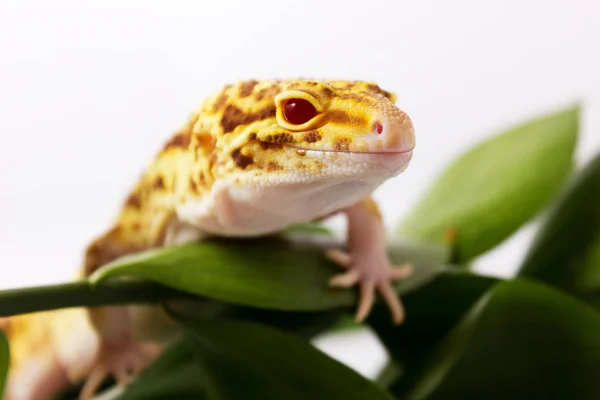 Gecko leopardo laranja andando e olhando para a frente em folhas verdes — Fotografia de Stock